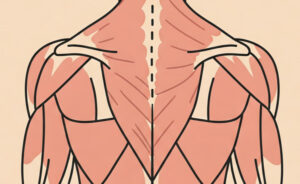 Drawing showing muscles